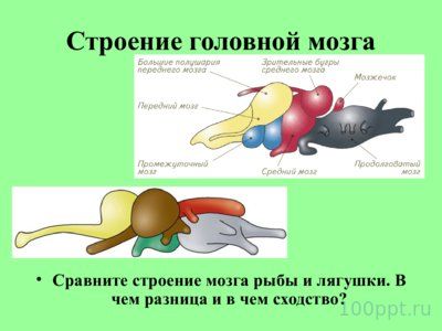 Презентация внутреннее строение лягушки - слайд 8 8 слайд презентации внутреннее строение лягушки