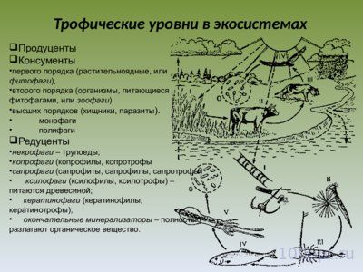 Презентация экология сообществ - слайд 7 7 слайд презентации экология сообществ