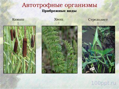 Презентация биогеоценоз пресного водоема - слайд 4 4 слайд презентации биогеоценоз пресного водоема
