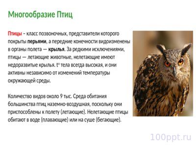 Презентация класс птицы - слайд 1 1 слайд презентации класс птицы