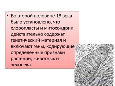 Презентация хромосомное и цитоплазматическое наследование - слайд 4 4 слайд презентации хромосомное и цитоплазматическое наследование