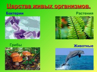 Презентация биология и ее значение в жизни человека - слайд 4 4 слайд презентации биология и ее значение в жизни человека