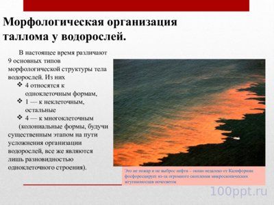 Презентация жизненные формы водорослей - слайд 2 2 слайд презентации жизненные формы водорослей