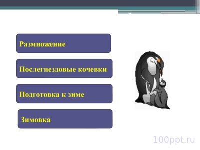Презентация размножение и развитие птиц - слайд 7 7 слайд презентации размножение и развитие птиц