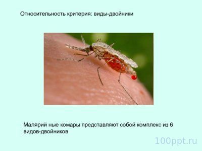 Презентация вид и видообразование - слайд 5 5 слайд презентации вид и видообразование