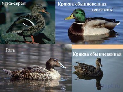 Презентация многообразие птиц - слайд 8 8 слайд презентации многообразие птиц