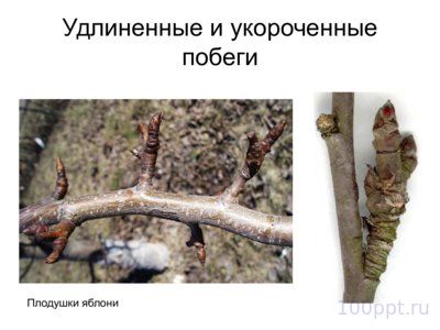 Презентация морфология растений - слайд 2 2 слайд презентации морфология растений
