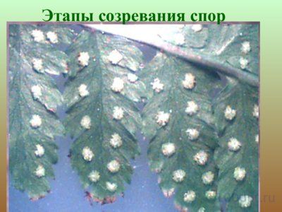 Презентация папоротники, плавуны и хвощи - слайд 14 14 слайд презентации папоротники, плавуны и хвощи