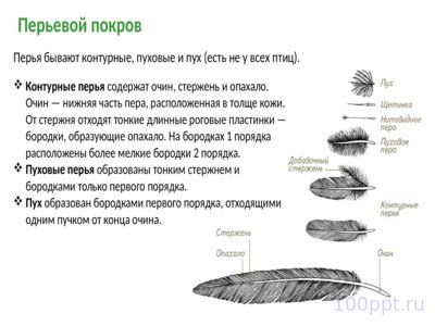 Презентация класс птицы - слайд 4 4 слайд презентации класс птицы