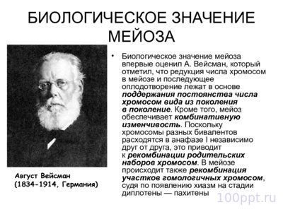 Презентация цитологические основы наследственности - слайд 11 11 слайд презентации цитологические основы наследственности
