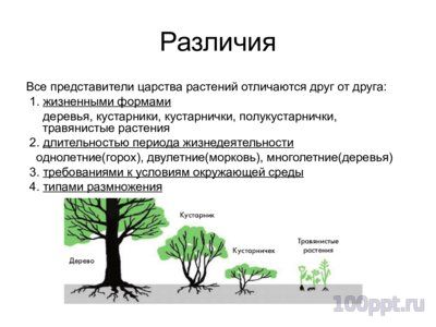 Презентация классификация растений - слайд 4 4 слайд презентации классификация растений