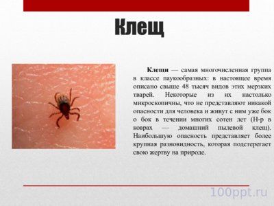 Презентация самые опасные насекомые в мире - слайд 4 4 слайд презентации самые опасные насекомые в мире