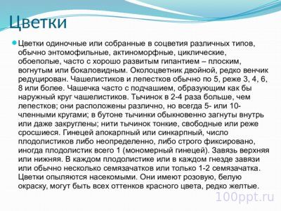 Презентация семейство розоцветные - слайд 4 4 слайд презентации семейство розоцветные