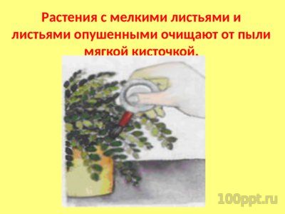 Презентация комнатные растения - слайд 8 8 слайд презентации комнатные растения