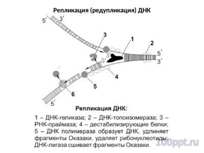 Презентация нуклеиновые кислоты - слайд 6 6 слайд презентации нуклеиновые кислоты