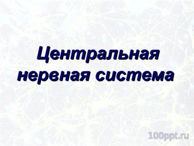 Презентация значение нервной системы - слайд 7 7 слайд презентации значение нервной системы