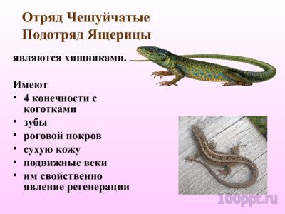 Презентация многообразие пресмыкающихся - слайд 4 4 слайд презентации многообразие пресмыкающихся