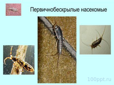 Презентация отряды насекомых с неполным превращением - слайд 8 8 слайд презентации отряды насекомых с неполным превращением
