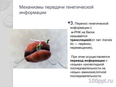 Презентация синтез нуклеиновых кислот - слайд 4 4 слайд презентации синтез нуклеиновых кислот