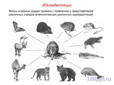 Презентация биологический прогресс и регресс - слайд 9 9 слайд презентации биологический прогресс и регресс
