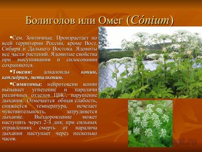 Презентация вредные и ядовитые для животных растения - слайд 3 3 слайд презентации вредные и ядовитые для животных растения