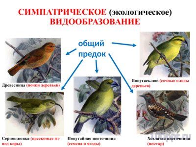 Презентация микроэволюция - слайд 12 12 слайд презентации микроэволюция