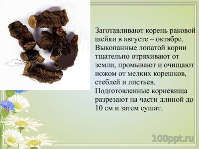 Презентация вяжущие лекарственные растения - слайд 8 8 слайд презентации вяжущие лекарственные растения