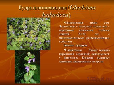 Презентация вредные и ядовитые для животных растения - слайд 4 4 слайд презентации вредные и ядовитые для животных растения