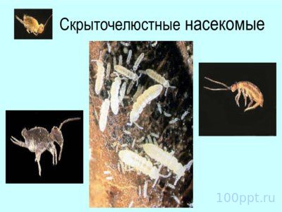 Презентация отряды насекомых с неполным превращением - слайд 7 7 слайд презентации отряды насекомых с неполным превращением