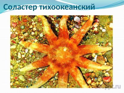Презентация морские звезды - слайд 6 6 слайд презентации морские звезды