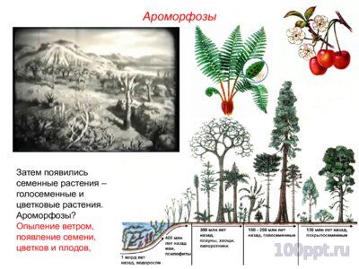 Презентация биологический прогресс и регресс - слайд 6 6 слайд презентации биологический прогресс и регресс