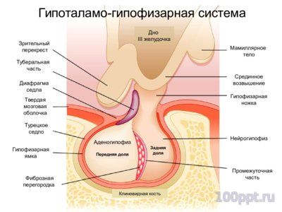 Презентация эндокринная система - слайд 5 5 слайд презентации эндокринная система