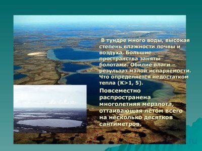 Презентация природная зона Тундра - слайд 6 6 слайд презентации природная зона Тундра