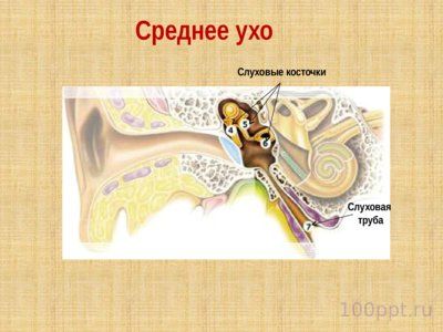 Презентация слуховой анализатор - слайд 7 7 слайд презентации слуховой анализатор