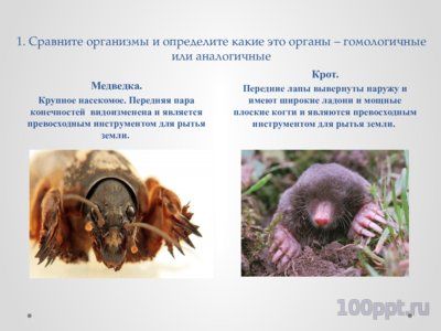 Презентация конвергенция, дивергенция и параллелизм - слайд 9 9 слайд презентации конвергенция, дивергенция и параллелизм