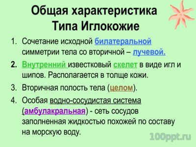 Презентация тип иглокожие - слайд 4 4 слайд презентации тип иглокожие