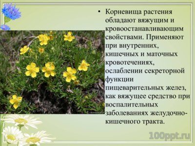 Презентация вяжущие лекарственные растения - слайд 9 9 слайд презентации вяжущие лекарственные растения