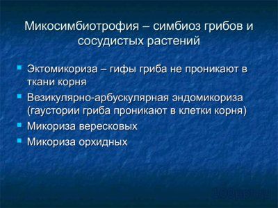 Презентация симбиоз - слайд 5 5 слайд презентации симбиоз