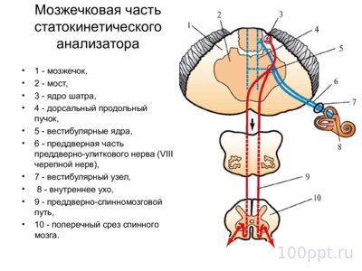 Презентация вестибулярный аппарат - слайд 12 12 слайд презентации вестибулярный аппарат