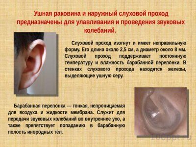 Презентация слуховой анализатор - слайд 6 6 слайд презентации слуховой анализатор