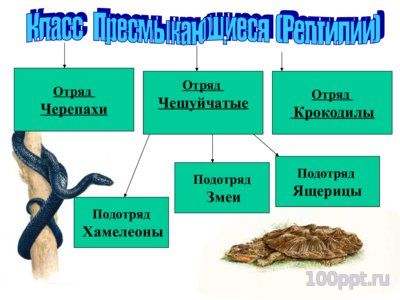 Презентация многообразие пресмыкающихся - слайд 2 2 слайд презентации многообразие пресмыкающихся