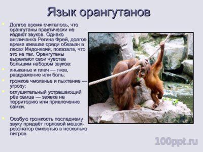 Презентация человекообразные обезьяны - слайд 8 8 слайд презентации человекообразные обезьяны
