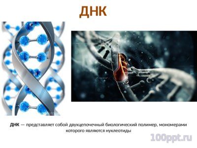 Презентация нуклеиновые кислоты - слайд 4 4 слайд презентации нуклеиновые кислоты