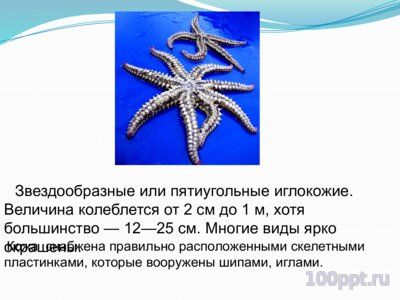 Презентация морские звезды - слайд 3 3 слайд презентации морские звезды