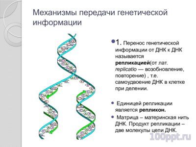 Презентация синтез нуклеиновых кислот - слайд 2 2 слайд презентации синтез нуклеиновых кислот