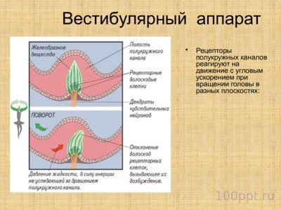 Презентация слуховой анализатор - слайд 10 10 слайд презентации слуховой анализатор