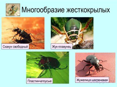 Презентация отряды насекомых с полным превращением - слайд 7 7 слайд презентации отряды насекомых с полным превращением