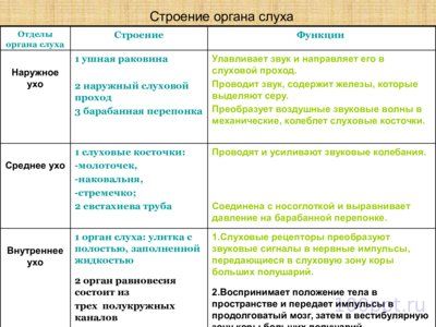 Презентация слуховой анализатор - слайд 11 11 слайд презентации слуховой анализатор