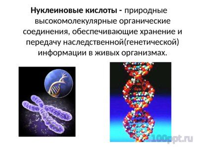 Презентация нуклеиновые кислоты - слайд 2 2 слайд презентации нуклеиновые кислоты