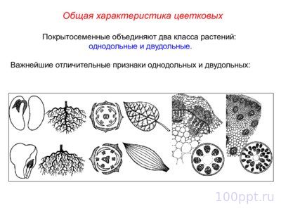 Презентация семейства класса однодольные - слайд 1 1 слайд презентации семейства класса однодольные